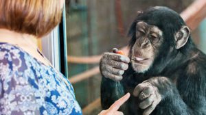 Person with A monkey at Monarto Zoo, South Australia